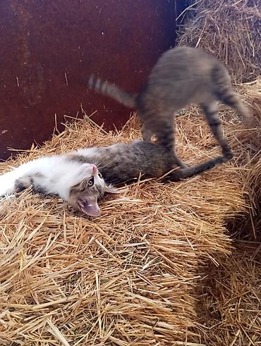 Продажа кошек: Котята красатули 2,5 мес.К лотку приучены.На фото — помёт из 5 малышей — 9