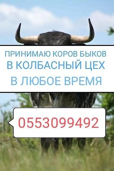 Колбасный цех : Коровы, быки, | Любое состояние — 1