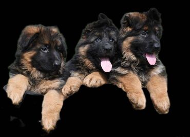 İtlər: Alman çoban iti, 2 ay, Erkek, Sənədli, Pulsuz çatdırılma — 9