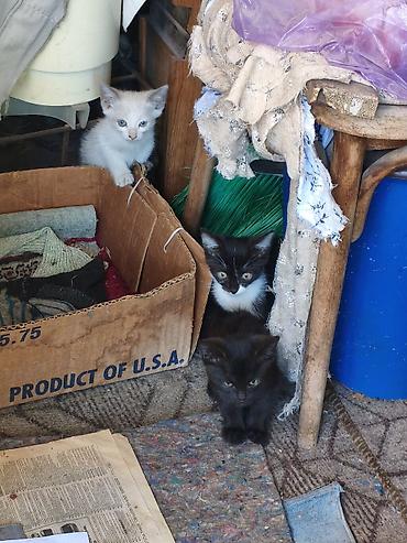 кот и пес: Котята - 4 очаровательных малыша из одного помёта: светлый — 4