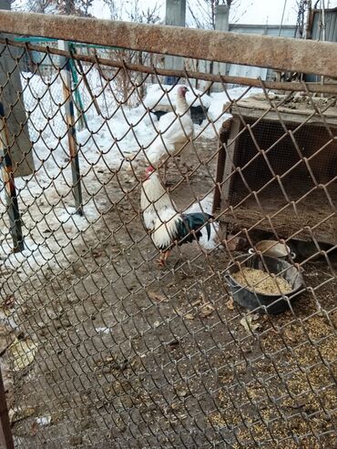 Индюки: Продаю | Индюшка (самка) | Бройлерная | Для разведения | Племенные — 2