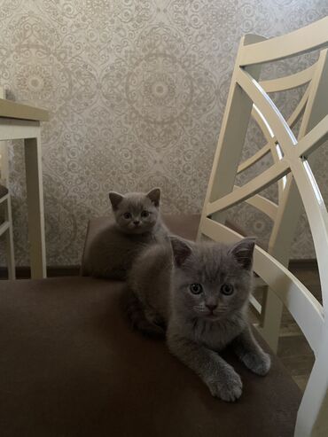 скоттиш фолд шотландская вислоухая кошка: Британская короткошёрстная, 3 месяца, Мальчик, Серый, Приучена к лотку