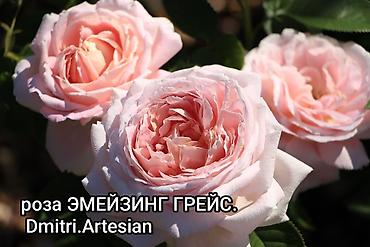 Роза: Продаю кустовые,чайныеплетистые розы английской,немецкой,французской — 11