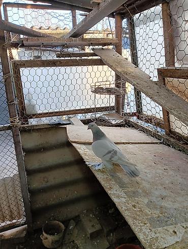 Птицы: Продаю молодых голубей 1 шт стоит пятьсот сом окончательно родители — 2