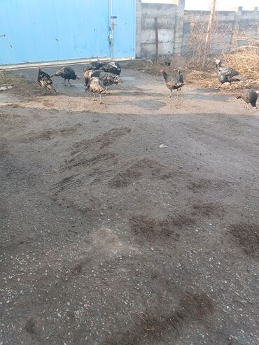 Индюки: Продаю | Индюшка (самка) | Черный принц | Для разведения | Племенные — 2