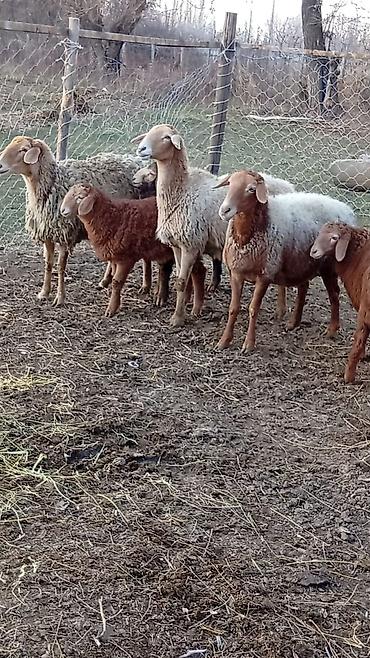 Баран, овца: Продаю | Баран (самец) | Арашан — 14