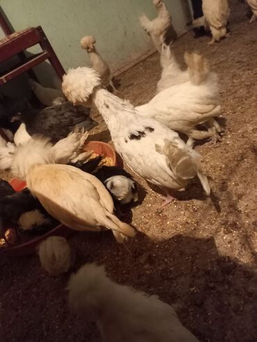 Cücələr: Məhsul: Toqquz-tüklü (toppuzbaş) dekorativ cücələr və gənc toyuqlar — 12