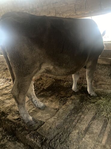 срочно продаю в связи с переездом: Продаю | Корова (самка) | Для молока | Привязанные