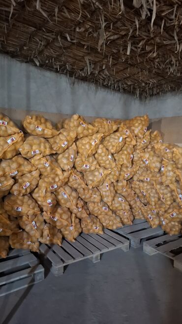 Картошка: Картошка Оптом — 5