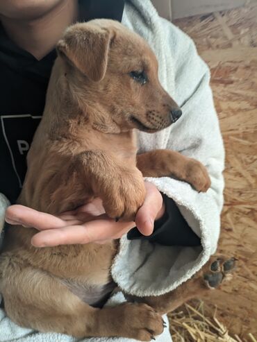 Отдам даром собаку: Щенки метисы, короткошёрстные, среднего предполагаемого размера. Окрас — 15