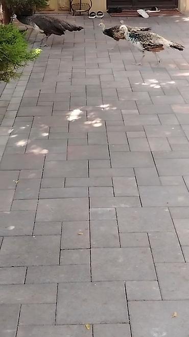ordək balası və cucə: Toz quwu satilir tecili pul lazimdi diye deyerinden awagi verilir — 6