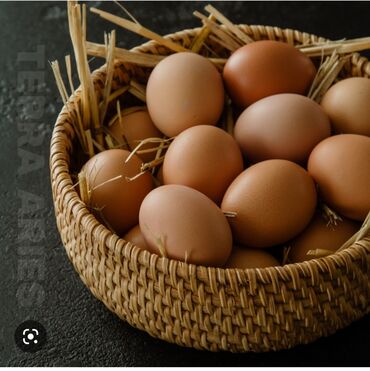 термостат для инкубатора: Домашние яйца полностью на натуральном корме. На инкубатор тоже