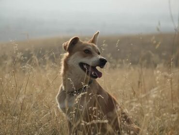 Отдам даром кошку: По просьбе ⬇️⬇️⬇️ Рыжий красавчик ищет дом 🐾 даром отдам Активный