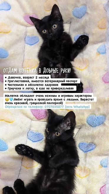 Мышыктар: Мышык бекер берилет: Породасыз, 2 айлык, Ургаачы, Курттардан тазаланган — 1