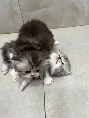 Pişiklər: Fars — 1