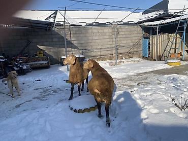 Баран, овца: Продаю | Овца (самка) | Арашан | Для разведения — 2