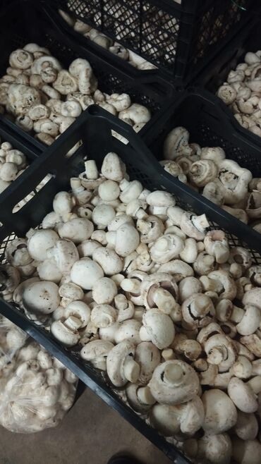 Toxumlar: Salam hərvaxtınız xeyir, "CHAMPION GROUP" olaraq sizlərin qarşısına — 12