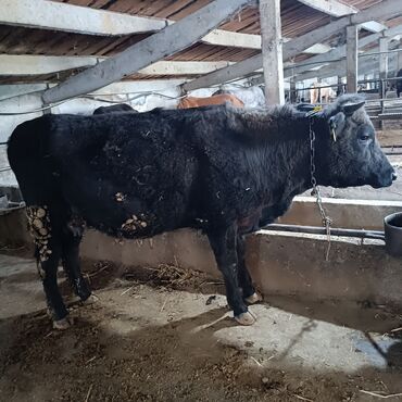 быки: Продаю | Корова (самка) | Алатауская | Для разведения | Искусственник