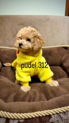 купить тибетский мастиф: Продаются кукольные той пудели Клубные с родословной и ветеринарным