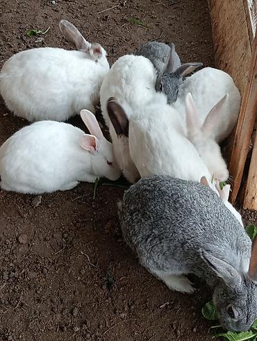 heyvan bazari baki: Dovşan balaları 6m munasib qiymet unvan razin — 3