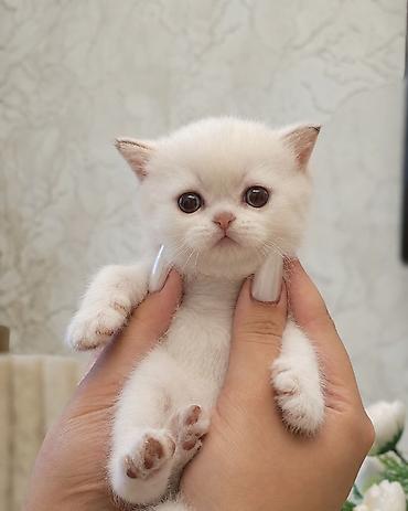 ragdoll pisik: Şotland yastı qulaq — 5