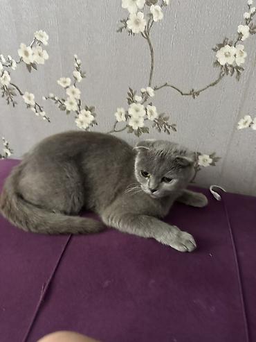 Кошки: Шотландская вислоухая, Самка — 3