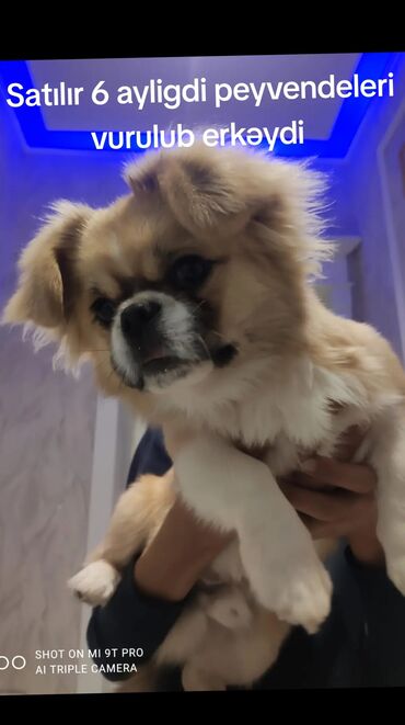 İtlər: Pekines, 6 ay, Erkek, Peyvəndli, Ünvandan götürmə