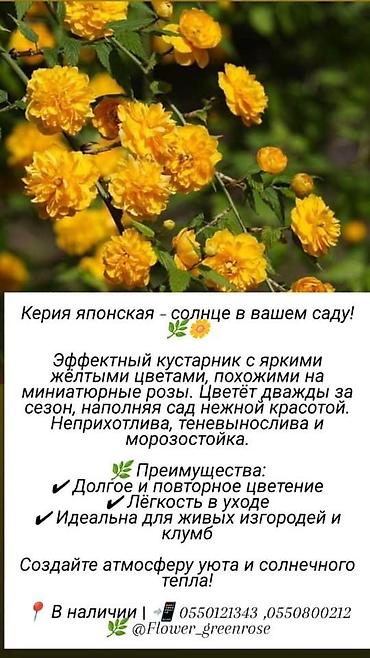 комоды бишкек: Многолетние кустарники,цветы для сада. Бишкек — 4