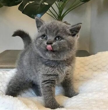 pişik ücün: Britan, Dişi, Yaxşı əllərə