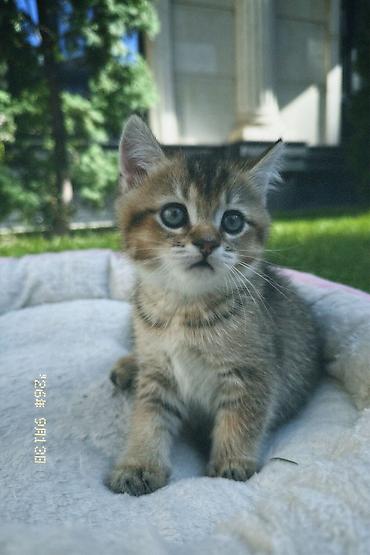 купить породистых котят: Скотиш Страйт (Шотландская прямоухая), 1 месяц, Мальчик, Золотая шиншилла, Приучена к лотку — 1