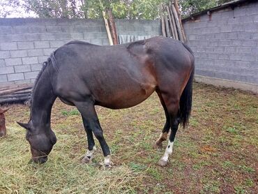 отдам даром вислоухого котенка: Продаю | Кобыла (самка) | Английская | Для разведения, Конный спорт | Племенные