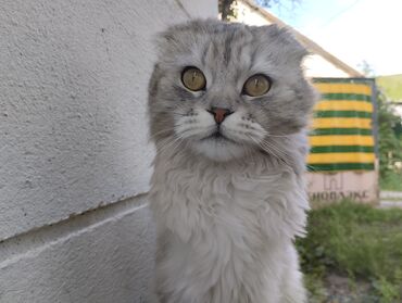 шотландский вислоухий длинношерстный кот цена: Пушистый Шотландский вислоухий кот. Кто-то выбрил и выбросил на дачах