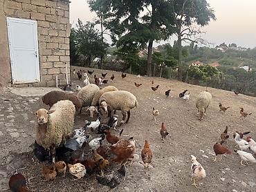 quzu: Təcili satılır. Qoyunlar qoca deyil, cavandırlar. Onlardan ikisi hələ — 3