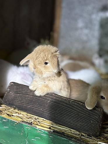 dovşan satılır: Mini Lop (asqılıqulaq) balaları - Cins: Mini Lop (asqılı qulaqlar — 4