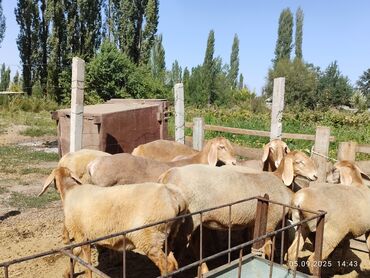одежда для той терьера купить: Продаю | Ягненок | Арашан | Для разведения | Ярка
