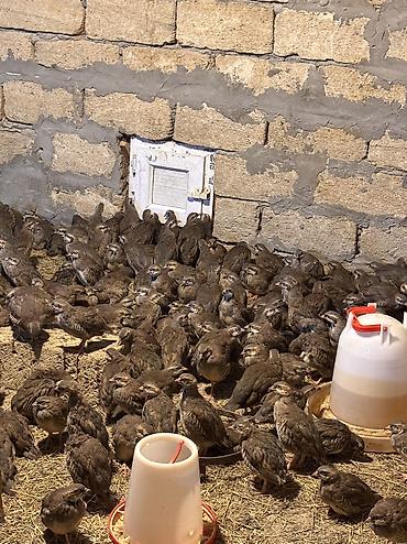 Цыплята: Xınalı kəklik cücələri tam sağlam 3 aylıq çıxışlarımız başladı tələsin — 3
