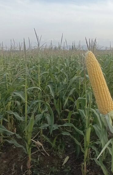 вода кулер: Кукуруза Оптом, Бесплатная доставка, Самовывоз, Платная доставка