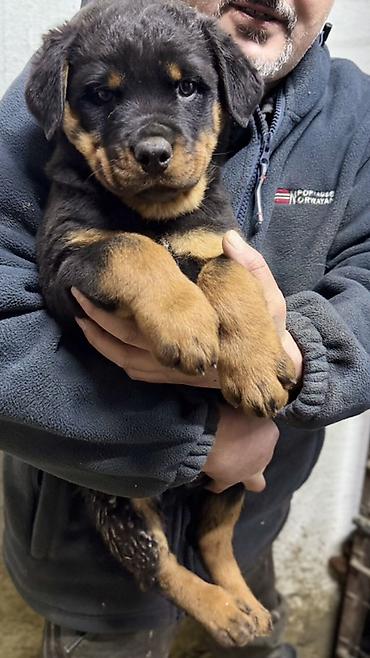 Продажа собак: Ротвейлер, 2 месяца, Самец, С родословной — 6