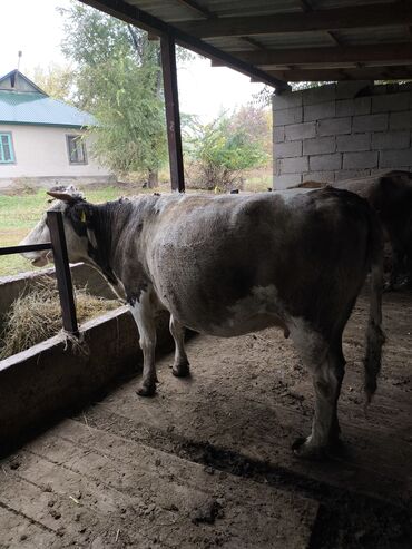 продам быков: Сатам | Уй (ургаачы) | Аргын | Сүт алуу үчүн | Асыл тукумдуу