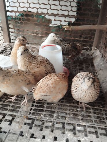 продажа цыплят: Продаю перепелок 6 самок и 3 самца в данный момент несутся все