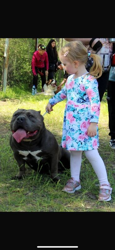 Продажа собак: Американский булли, 1 месяц, Самец, С родословной, С прививкой — 15