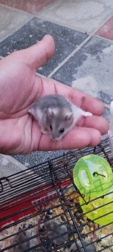 Gəmiricilər: Cunqarik balalari 1 ayliq. qiyməti 1azn