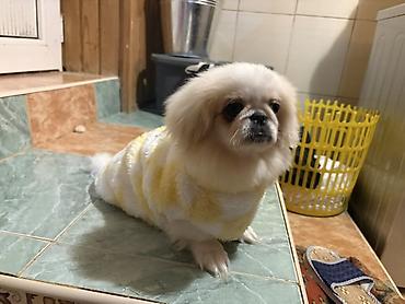 pişik yemi topdan: Pekines itler oz itlerimin balasidi qurd dermani verilib tam saglam — 2