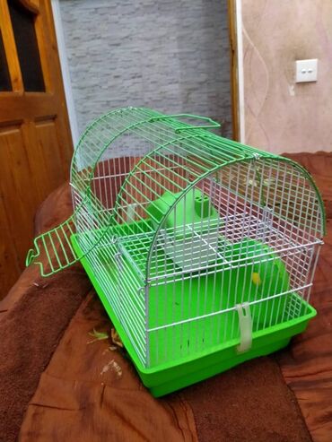 Gəmiricilər: Salam. Disi xomyak satilir. Qefesle birge. Qefesde gorduyunuz her sey -da lalafo.az — 14 Gəmiricilər: Salam. Disi xomyak satilir. Qefesle birge. Qefesde gorduyunuz her sey — 14