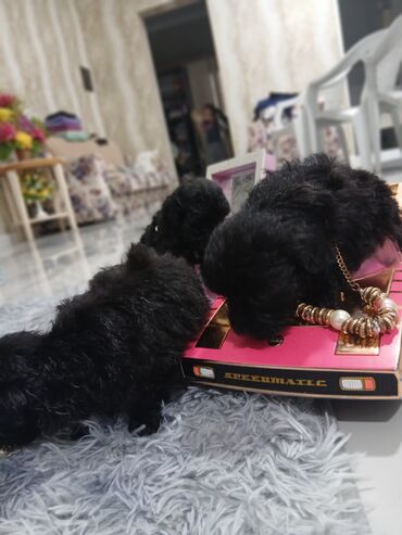 İtlər: 2 ay, Dişi, Peyvəndli, Pulsuz çatdırılma — 2