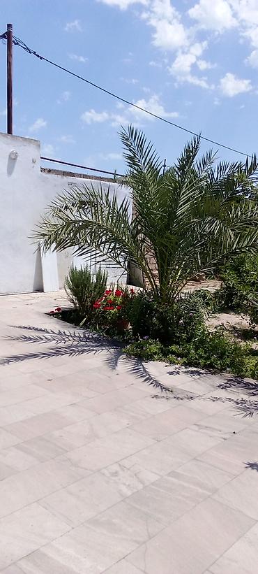 yolka gence: Xurma ağacı palma. Qiymətlər — 2