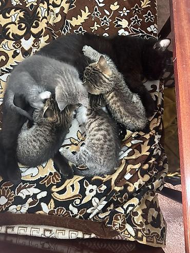 Кошки: Беспородная, 2 месяца, Мальчик, Серый, Приучена к лотку — 3