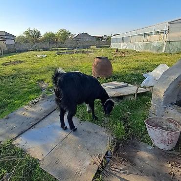 heleb kecileri: Keçi temiz ereb kecisidir tek qalıb satlır 3 qarın dogub - Cins — 4