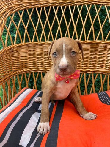 Psi: Registrovana odgajivacnica pasa "Happy Puppies" ima u ponudi prelepe — 6
