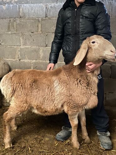 для баран: Продаётся Баран срочно Парода:Арашан Линия:Вованыч Возраст: 6 месец